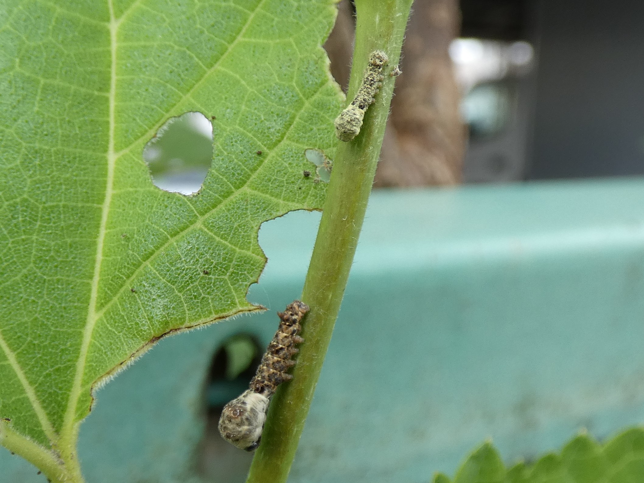 photo_1